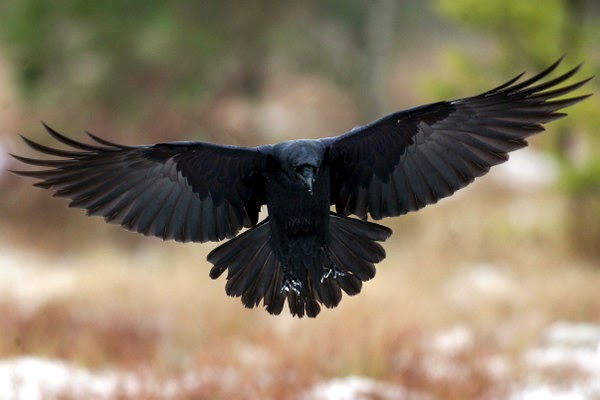 delightful-flying-raven