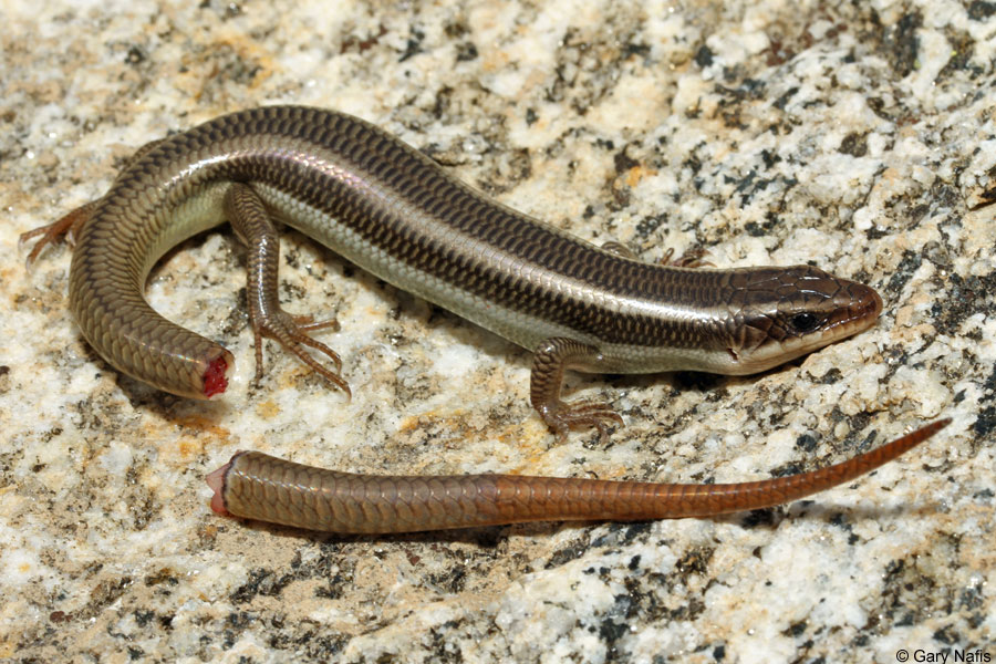 sub-adult-red-tailed-skink